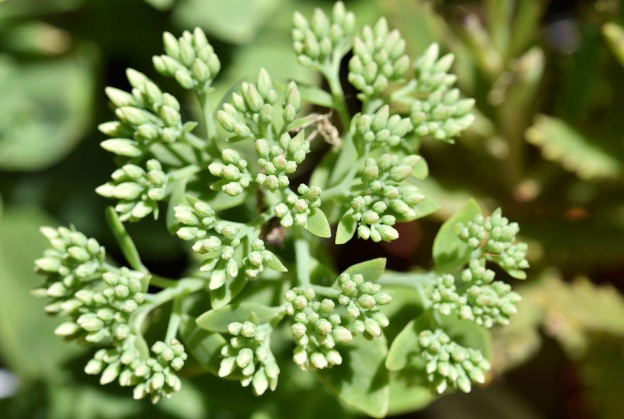 sedum green buds.jpg