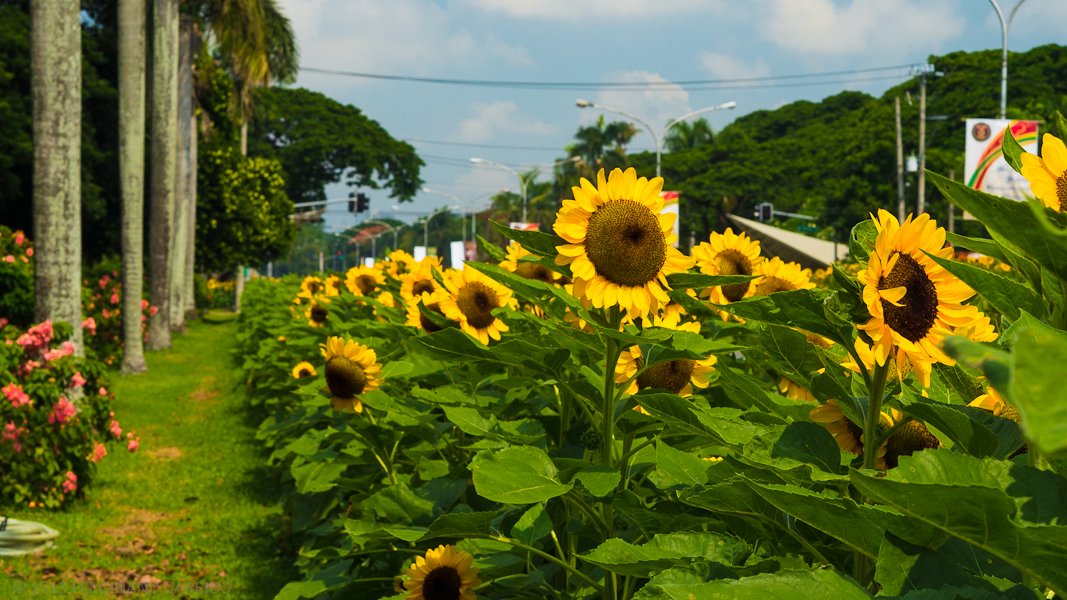 sunflower.JPG