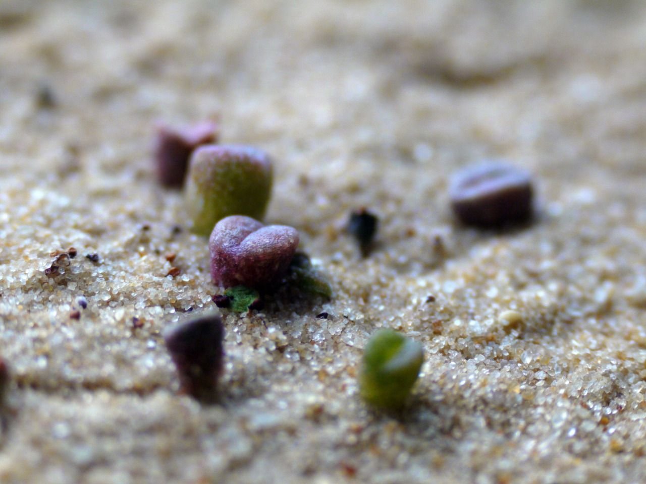 89861019281 - 6 month old lithops seedlings.jpg