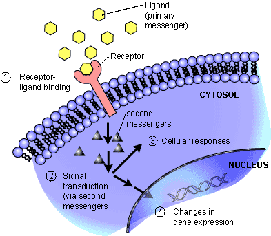 receptor.gif