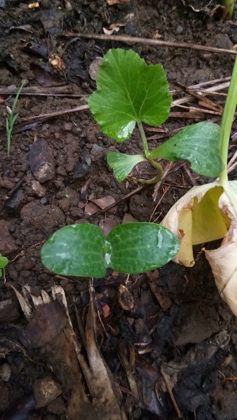 squash from seed.jpg