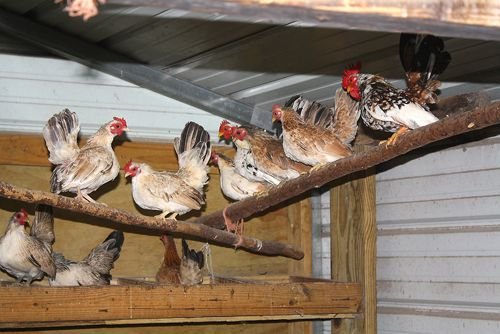 roosts-chickens-in-a-chicken-coop-pv crop.jpg