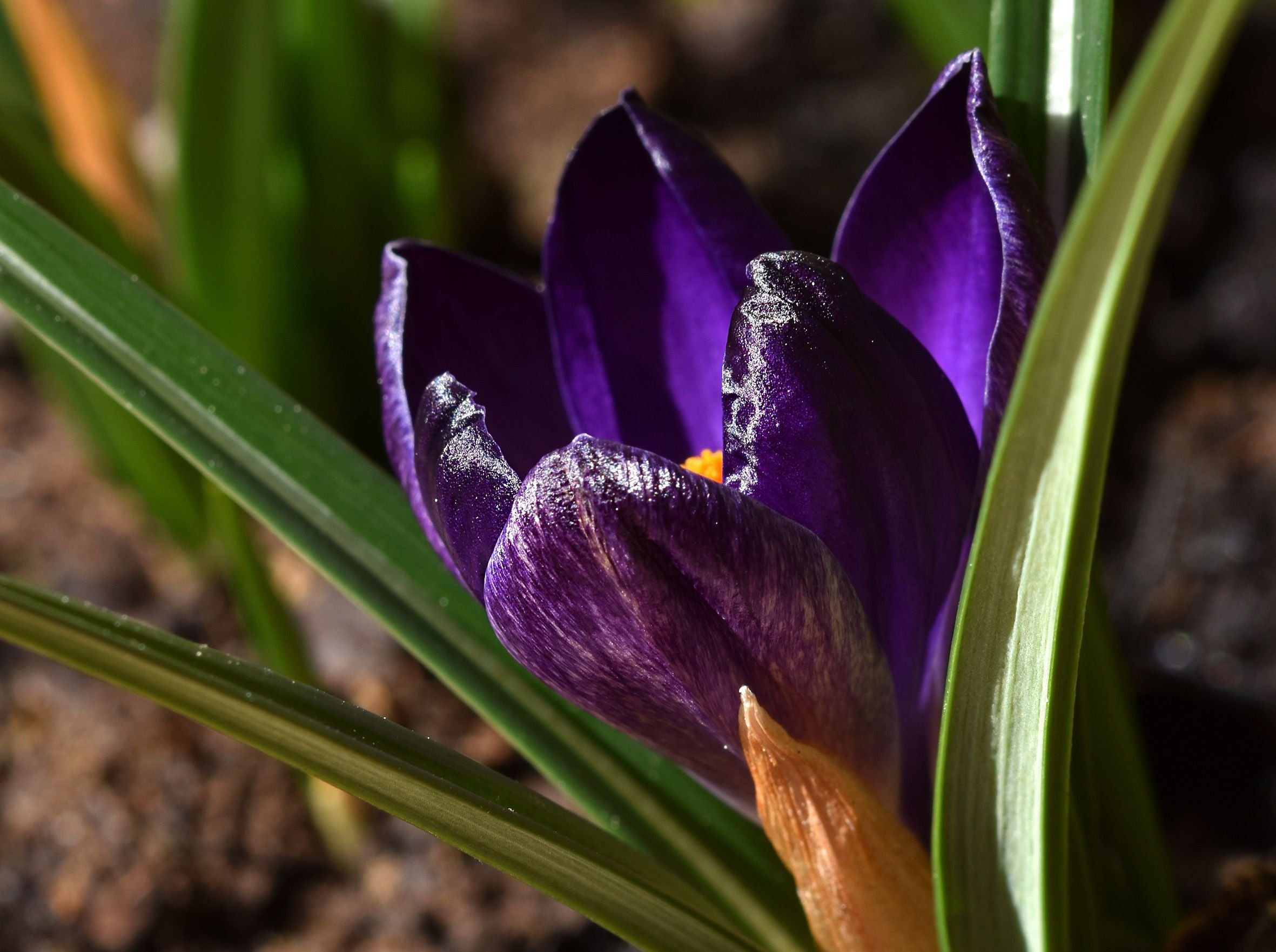 crocus 1.jpg