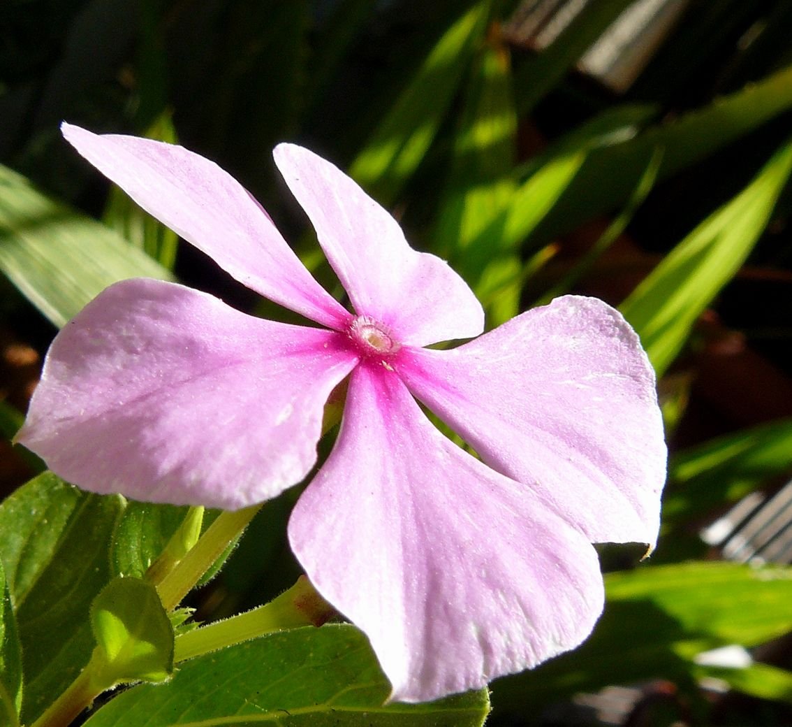 periwinkle 2.jpg