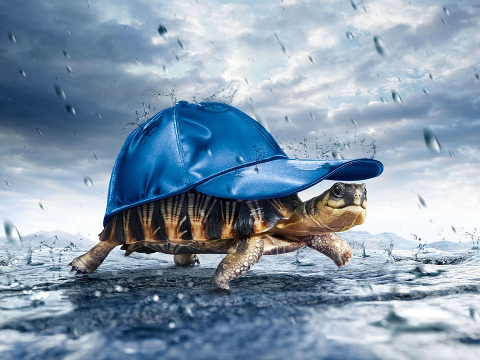 3d-Turtle-animal-wallpaper_CyGko1E.jpg