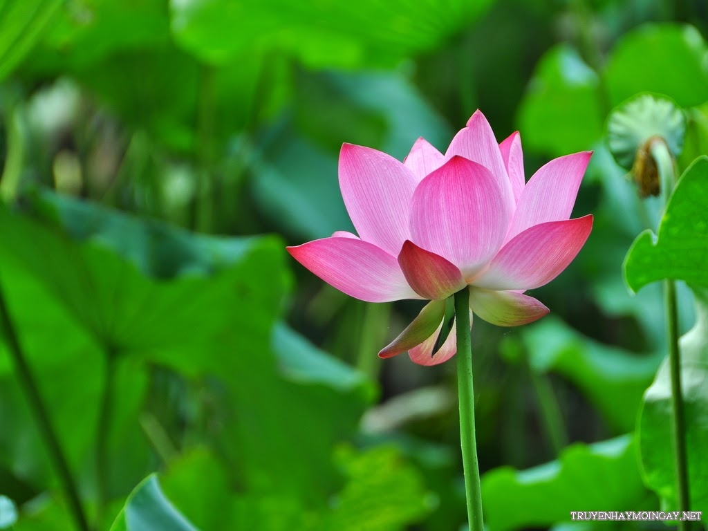 Lotus Symbol of Vietnamese culture — Steemkr