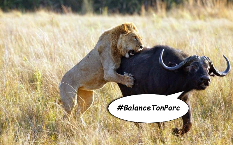 lion_Porc2.png