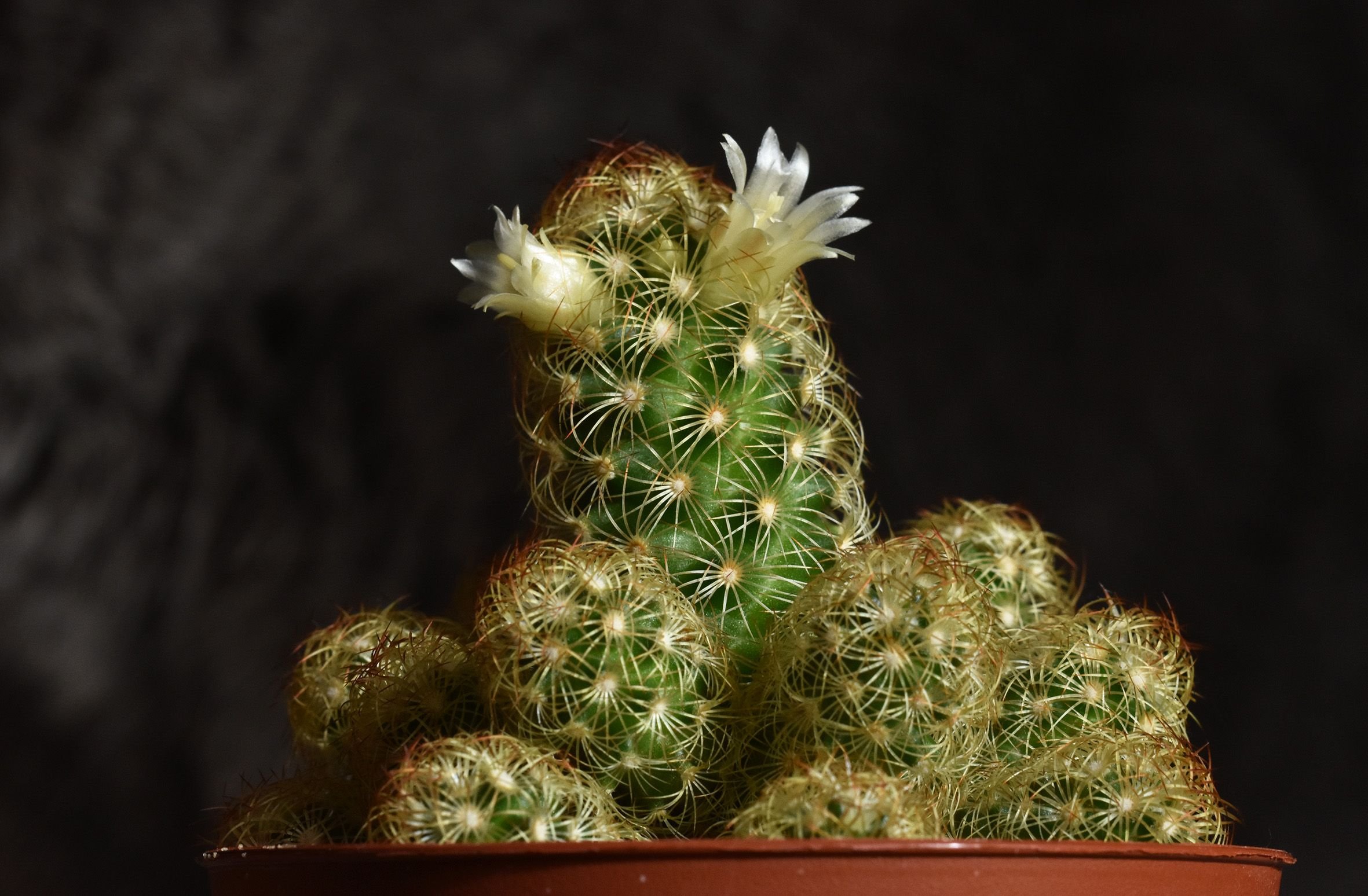 cactus mamillaria  3.jpg