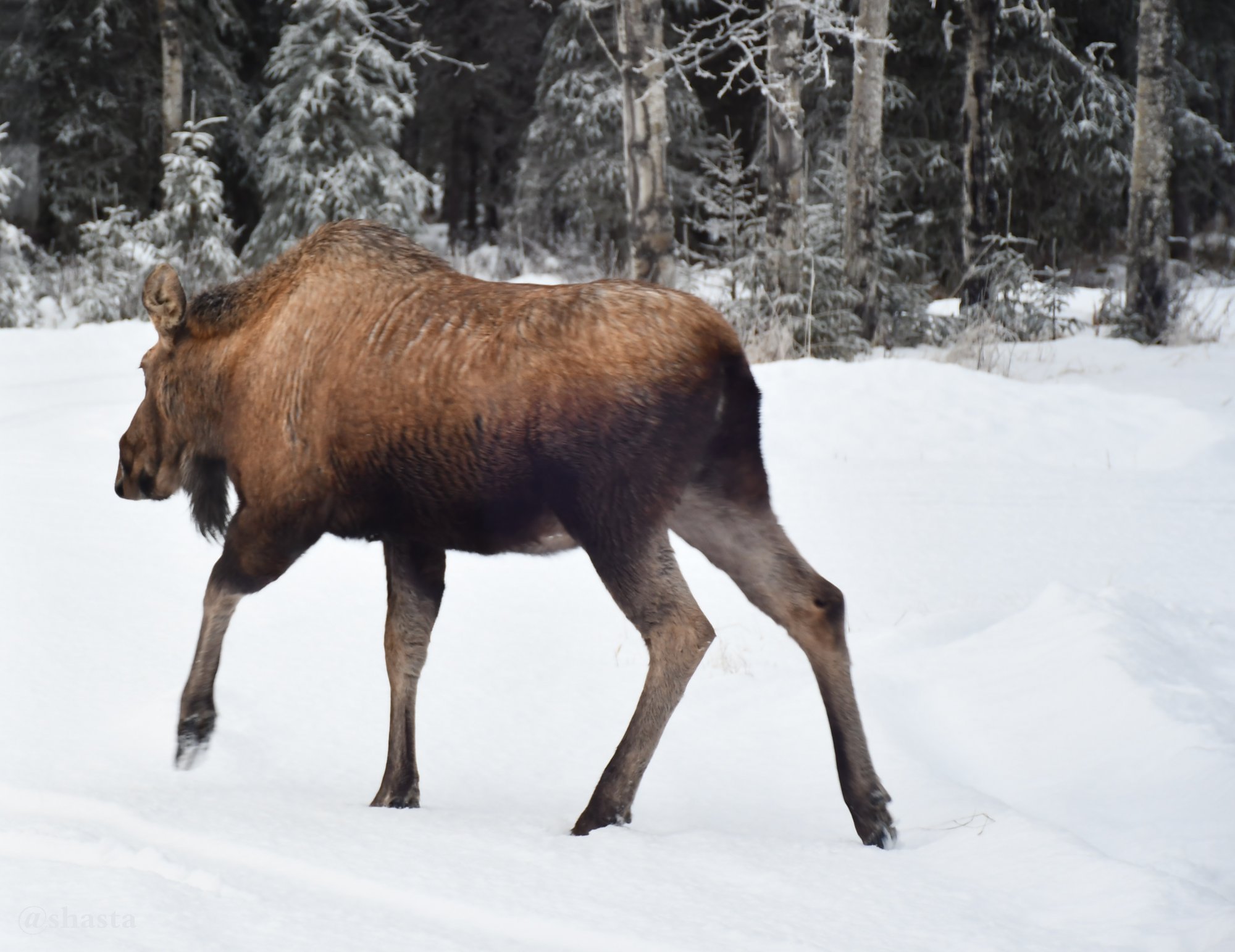 shasta2017dec24th47theside1moose1io.jpg