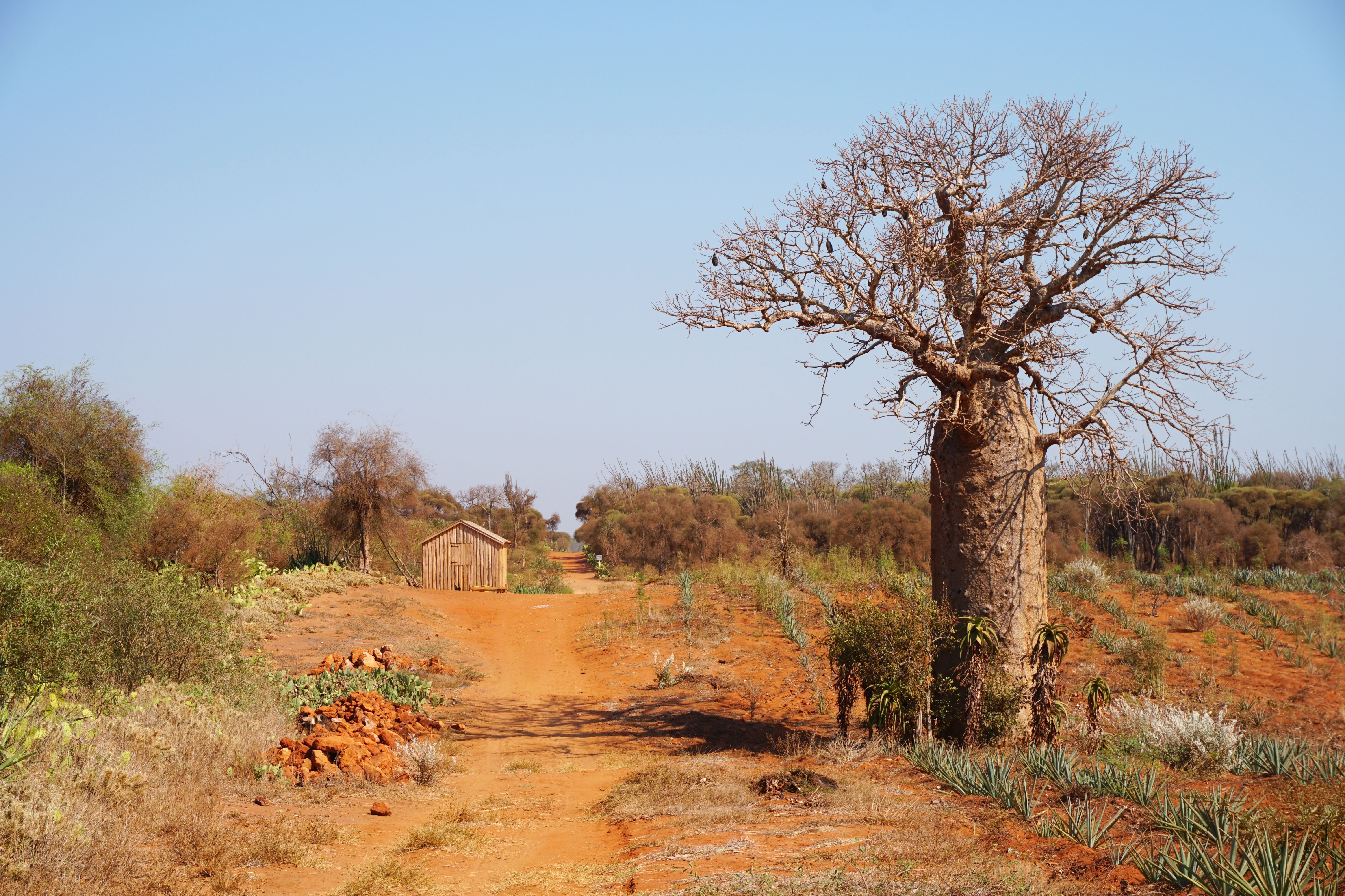 DSC01589- idyllic home and baobab.jpg