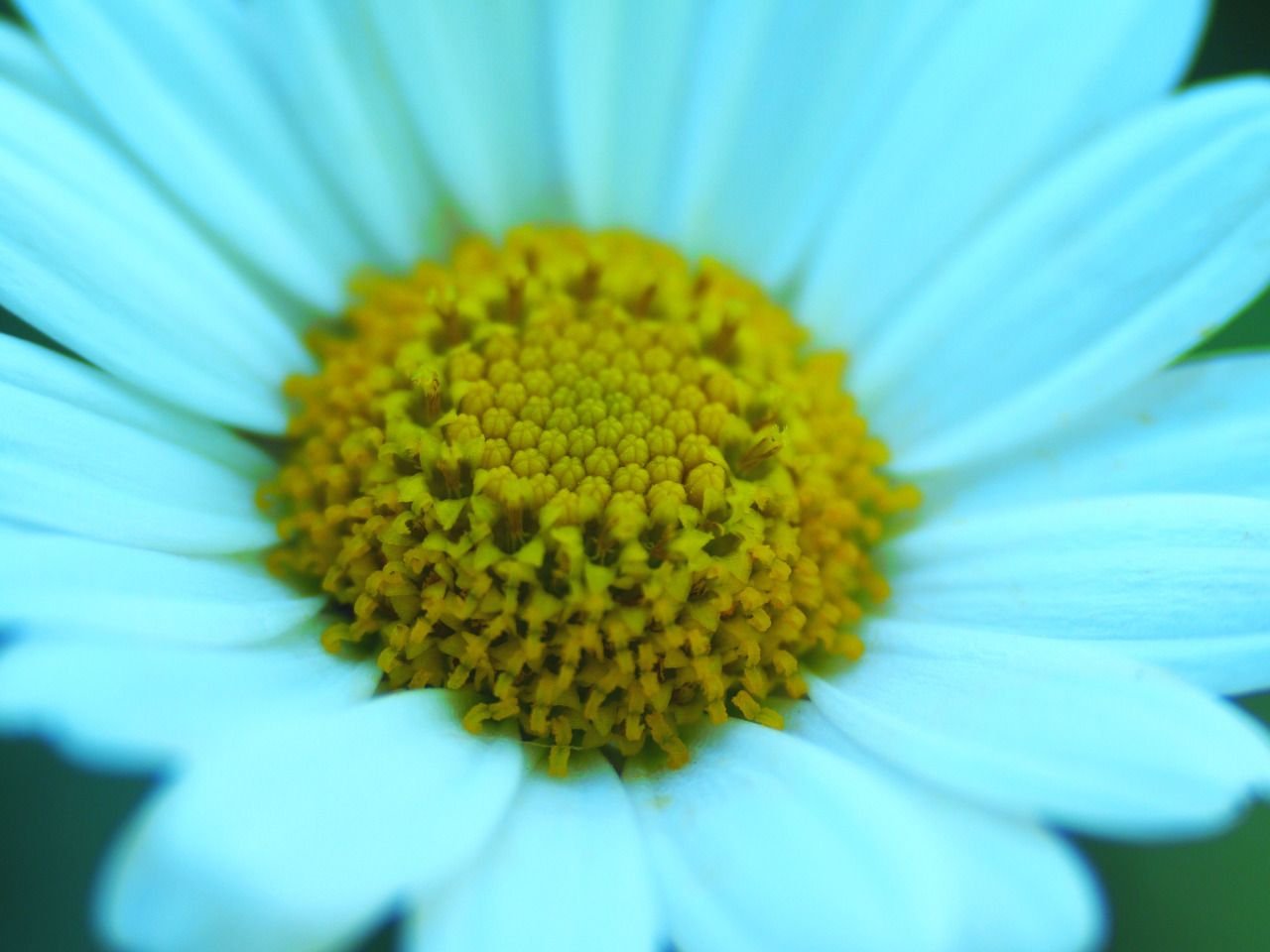 89860304586 - i love daisies.jpg