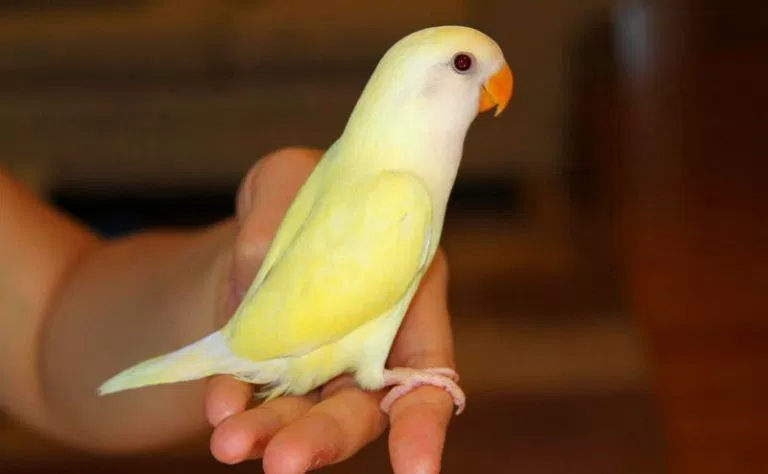 15 Jenis Warna Lovebird Termahal yang Paling Dicari Orang