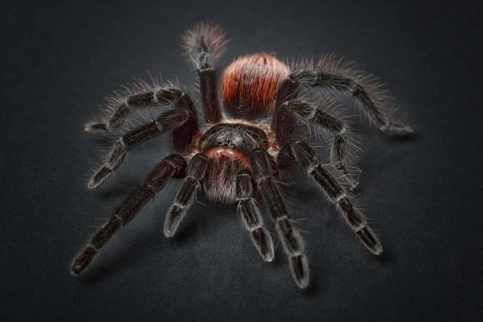 spider-1772769_960_720.jpg