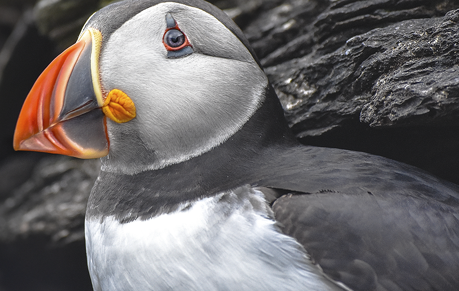 crimsonclad: close up puffin photography on skellig michael.