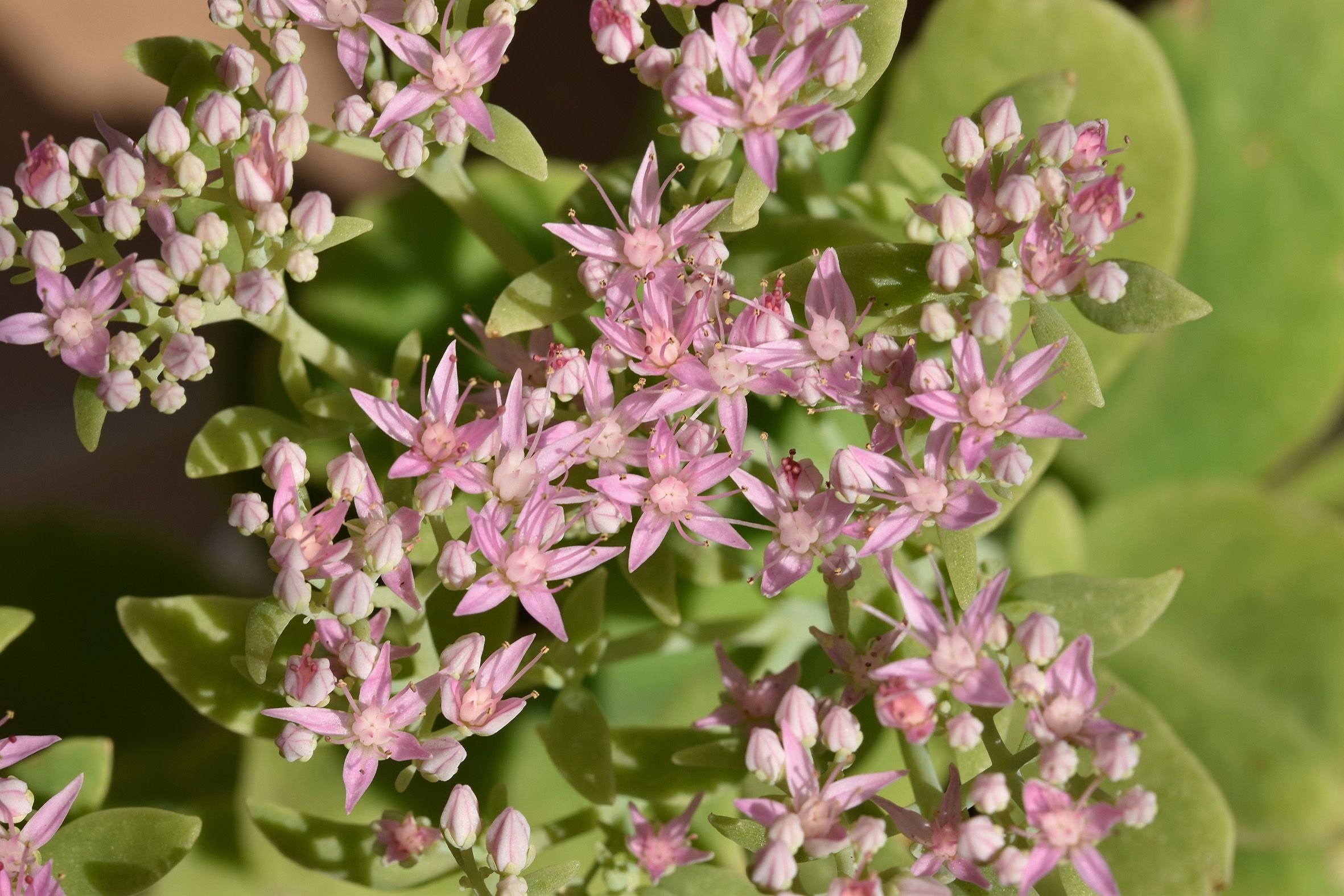 sedum spectabile crystal pink 2.jpg