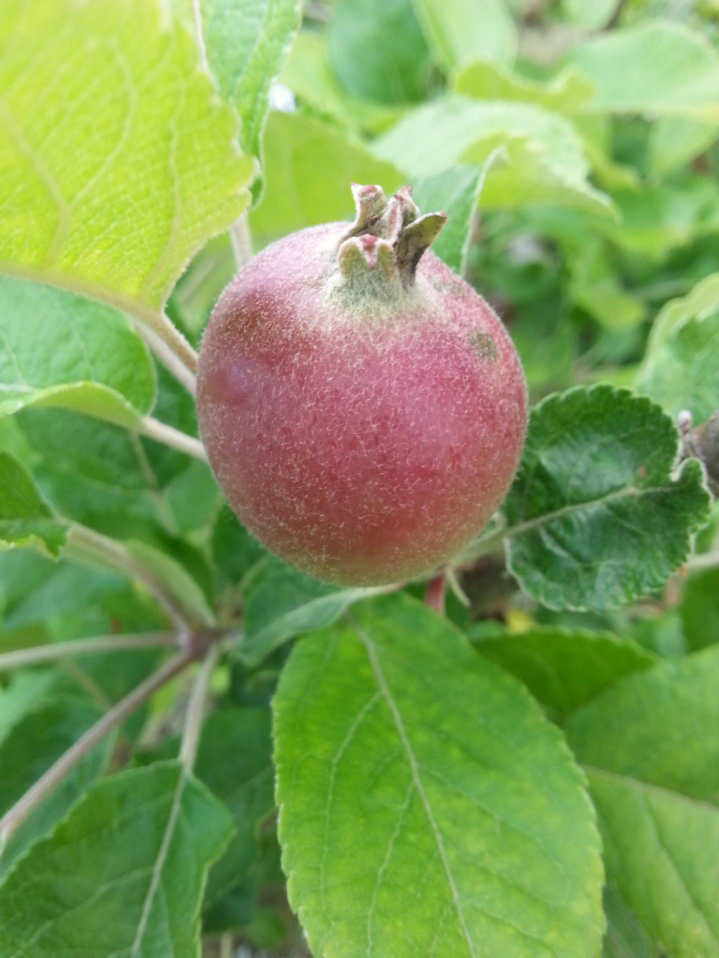 crab-apple_34406794604_o.jpg