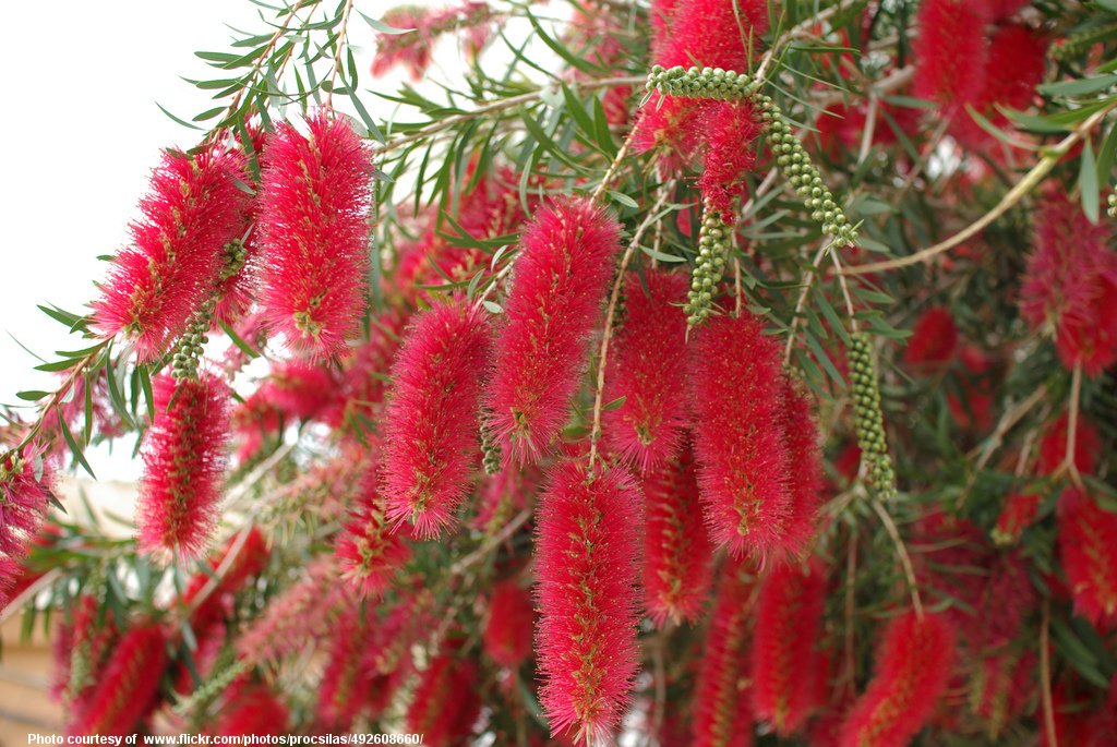 RedBottleBrushBush-001-090317.jpg