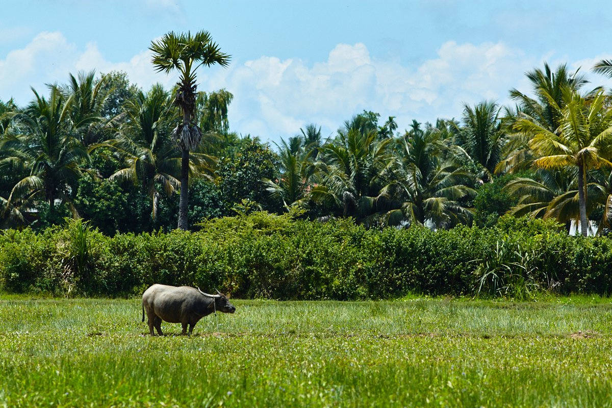 siem reap countriside.jpg