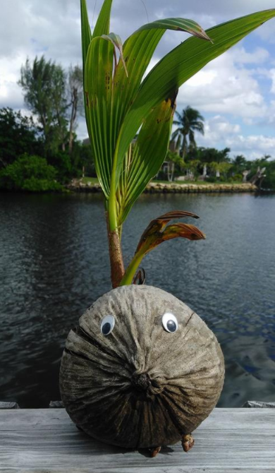 Coconut Creature