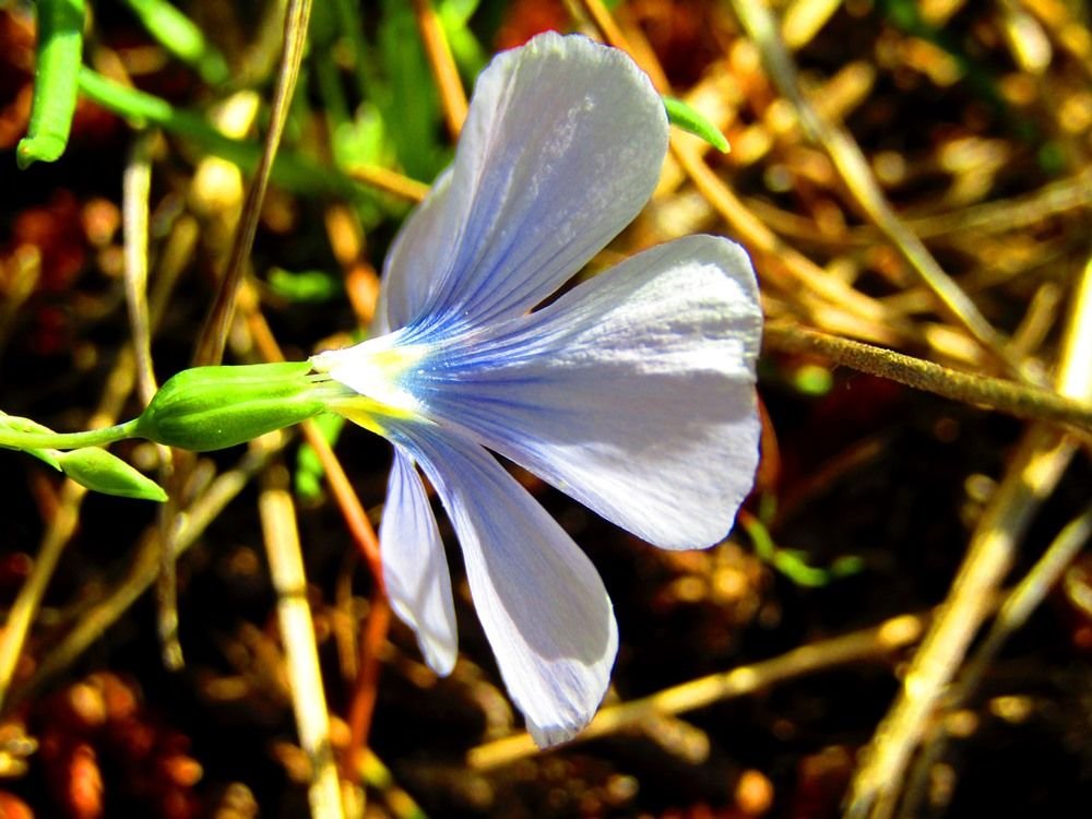 Blue flowerss.JPG