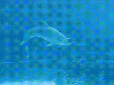 Dolphin-Spins-Air-Bubble.gif