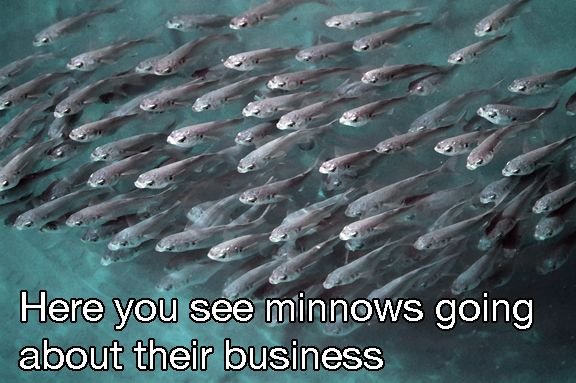 minnows.jpg