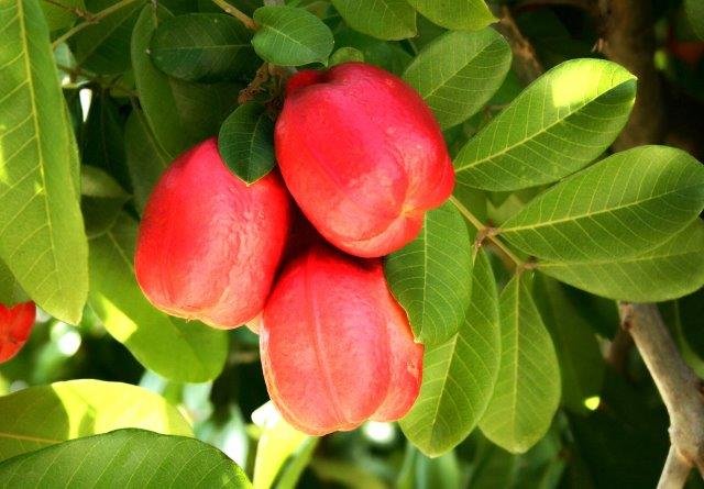 ackee 8.jpg