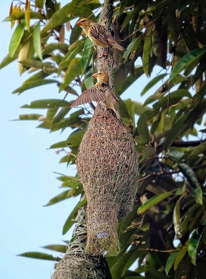 Keunikan Sarang Burung Manyar Steemkr