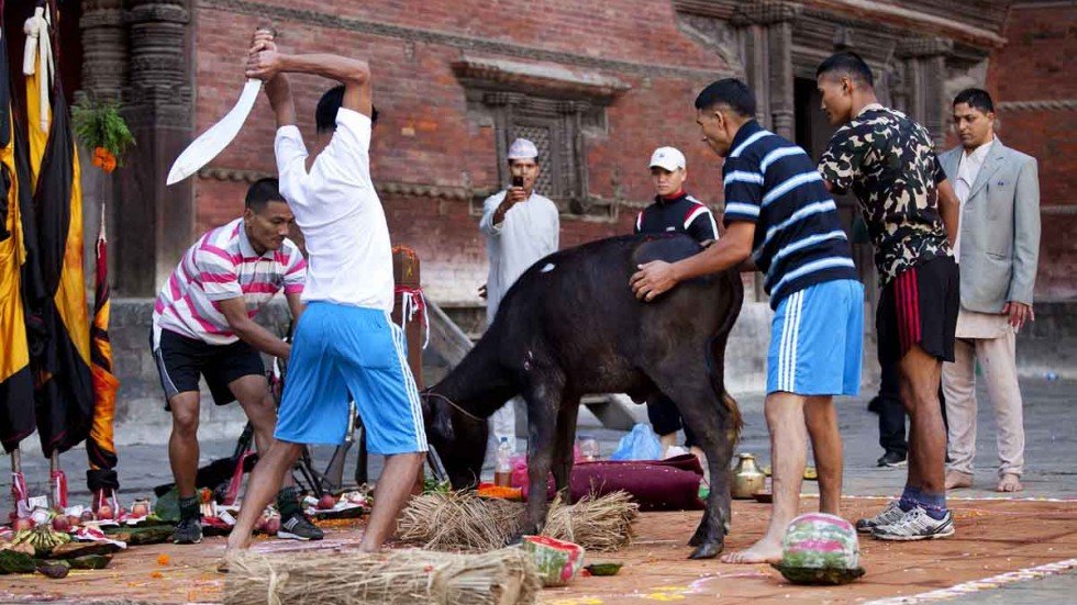 buffalo-nepal.jpg