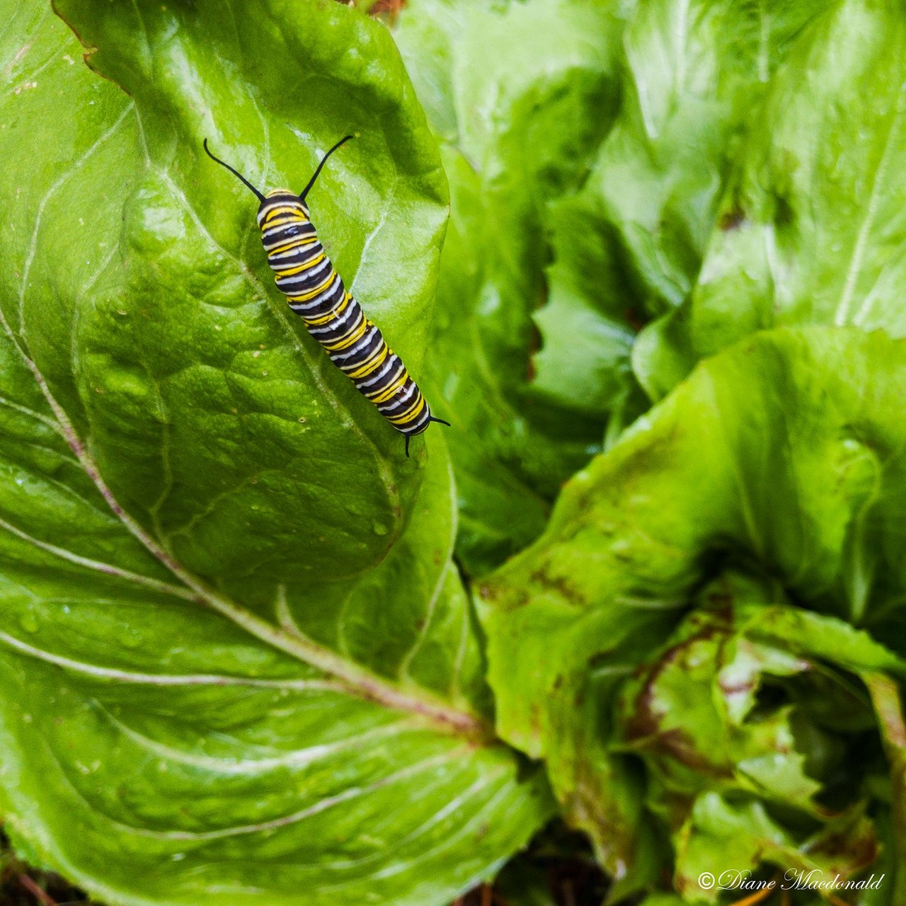 monarch caterpillar on lettuce.jpg