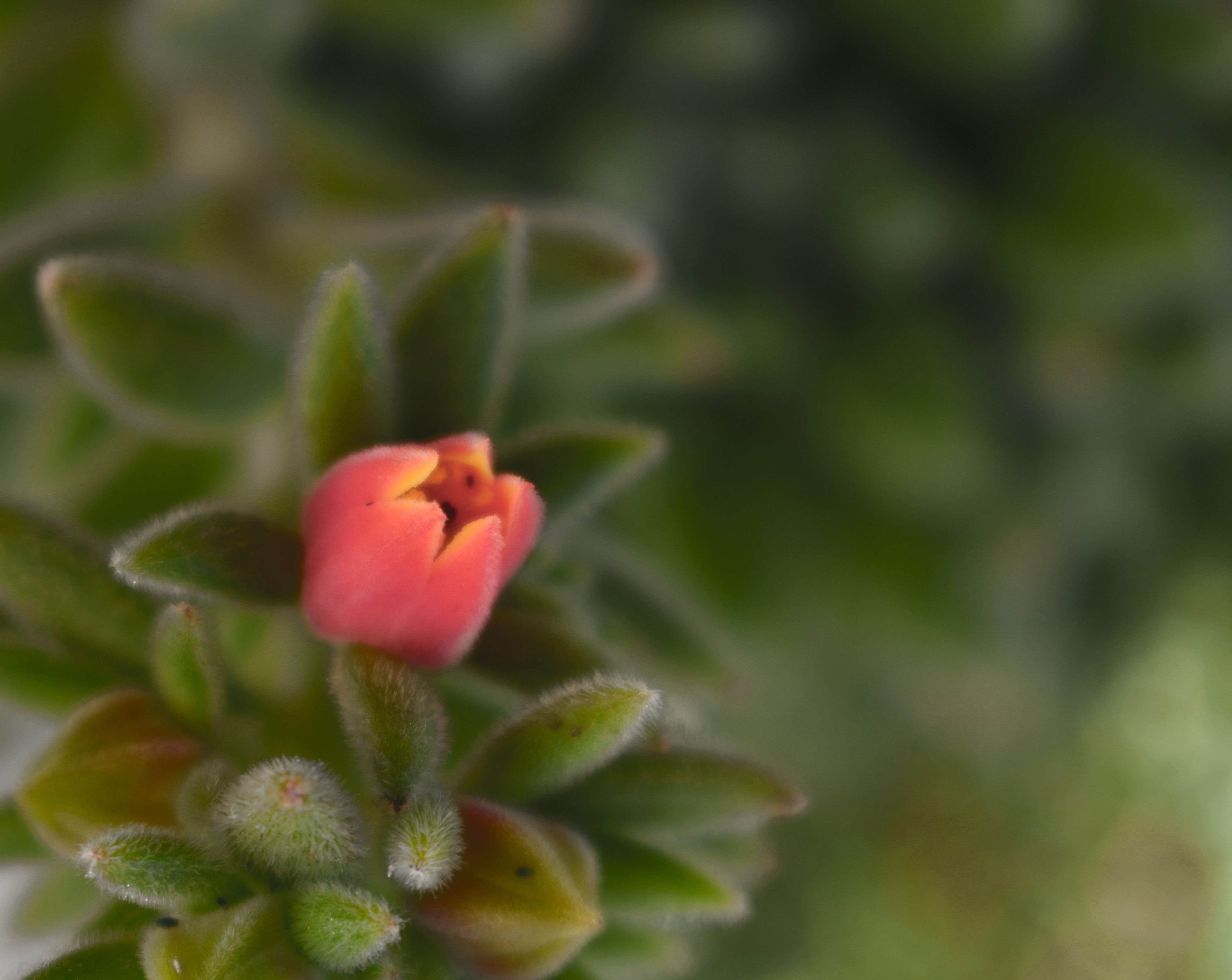 Echeveria pilosa flower.jpg