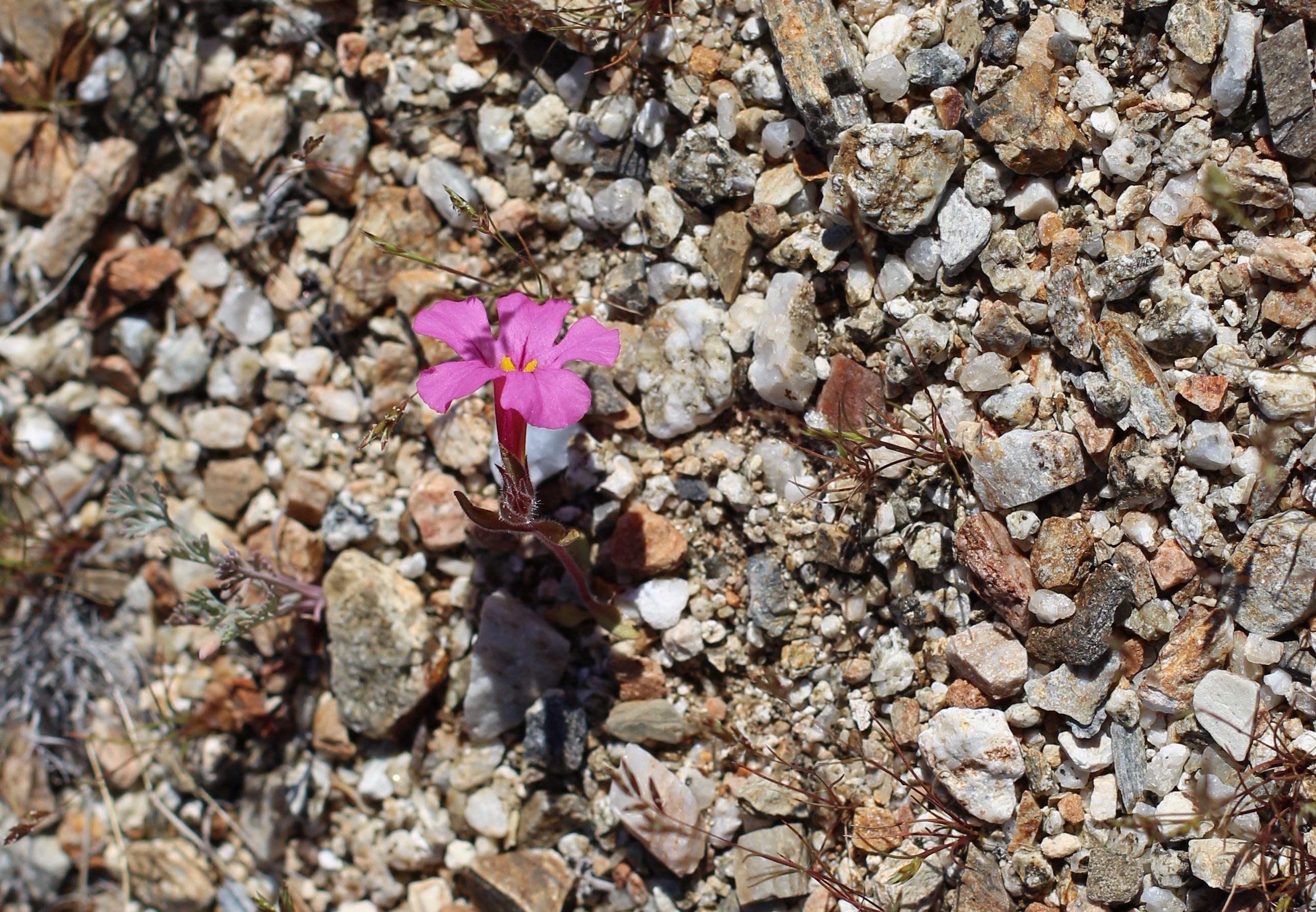 Bigelow’s Monkeyflower