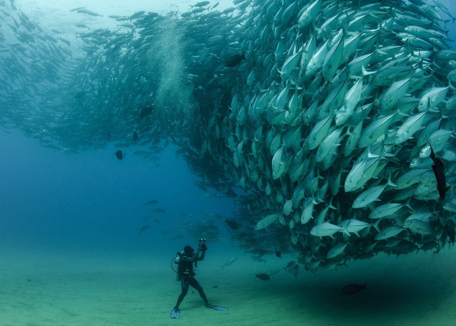 david-castro-with-a-swarm-of-bigeye-fish-at-cabo-pulmo-baja-california-sur-mexico-by-octavio-aburto1.jpg