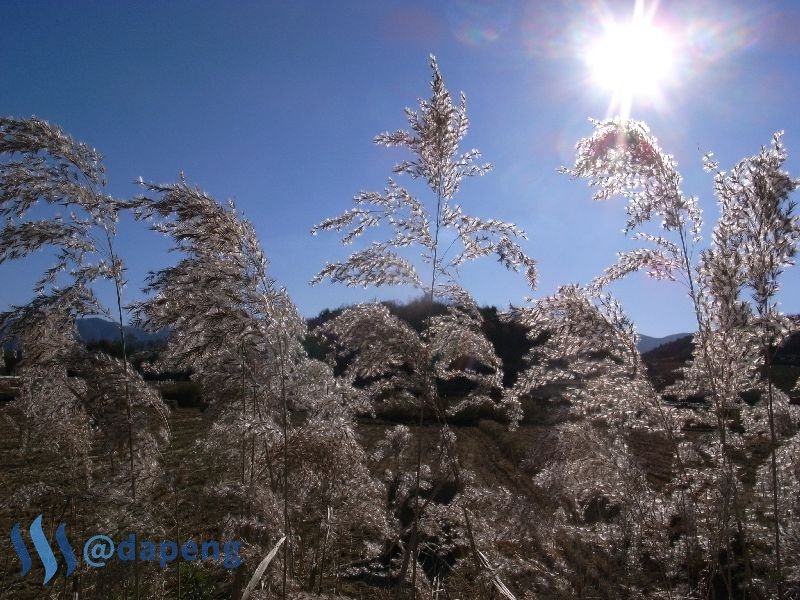 2017-07-29_reed.jpg