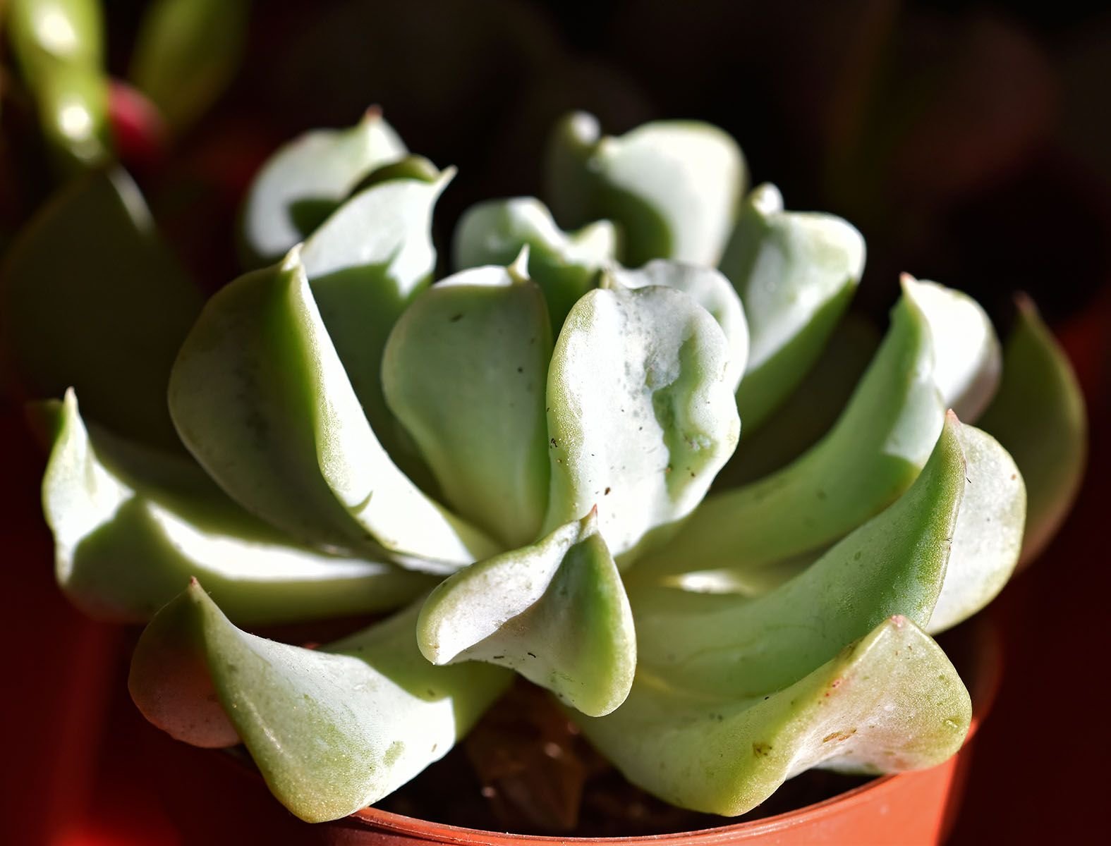 Echeveria runyonii.jpg