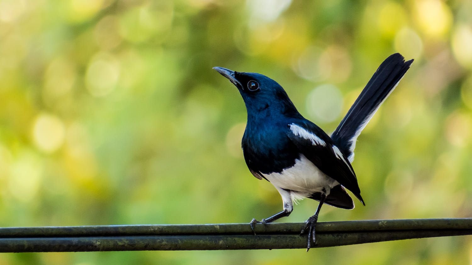Birds of bangladesh paragraph for class 2 picture