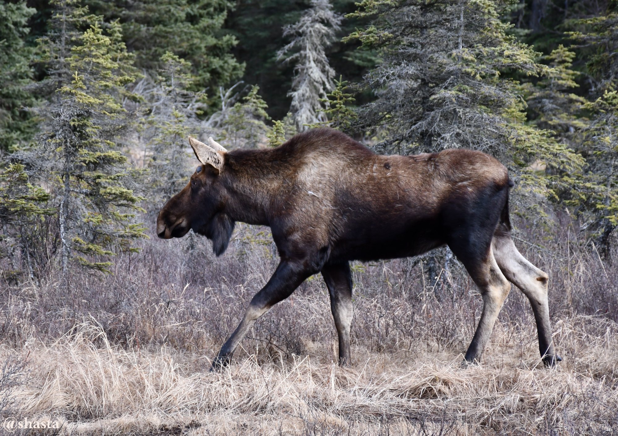 shasta2018april22nd47moosemonday9io.jpg