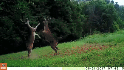 ezgif.com-video-to-gif.gif