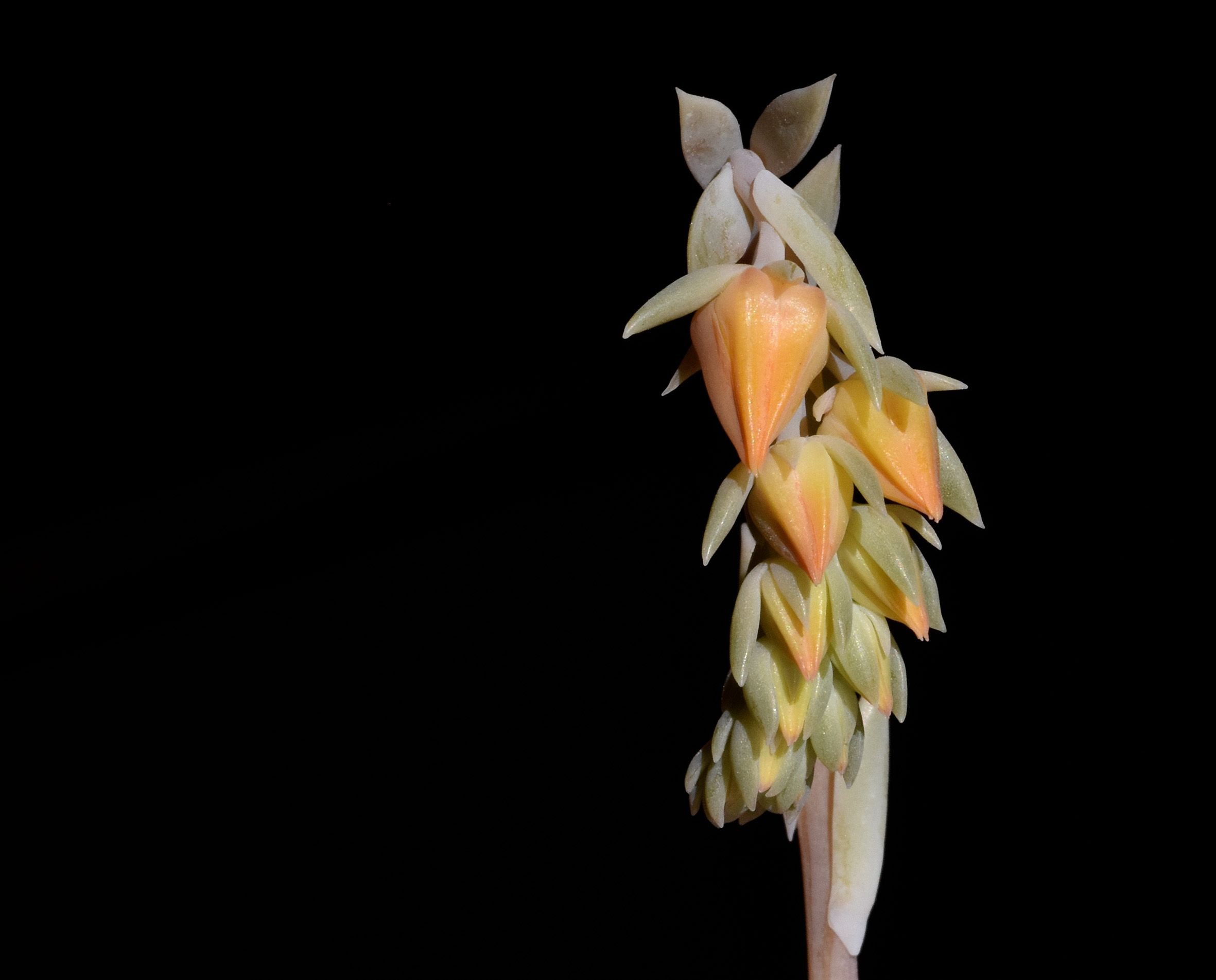 Echeveria orange flower 3.jpg