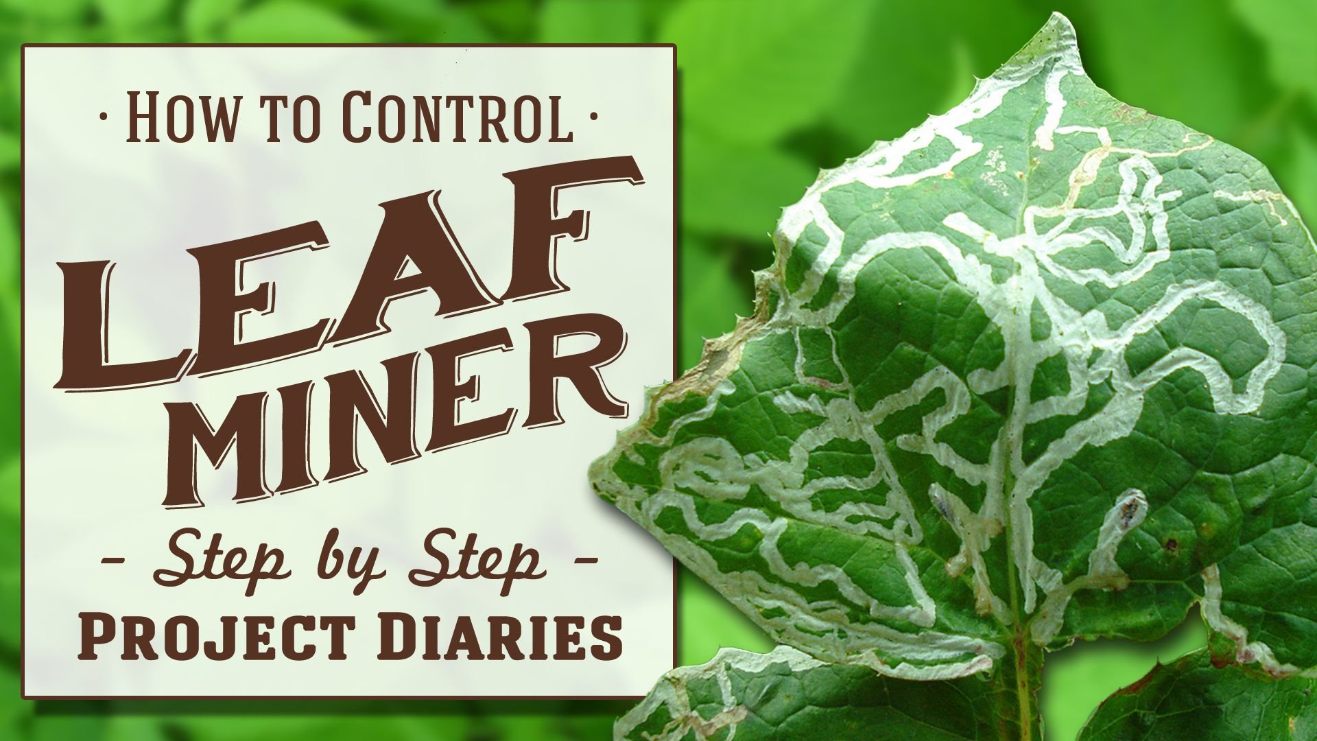 How to Control Leaf Miner.jpg