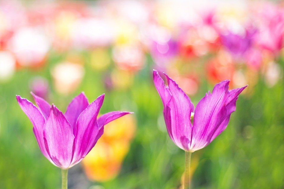 tulips-2201521_960_720.jpg