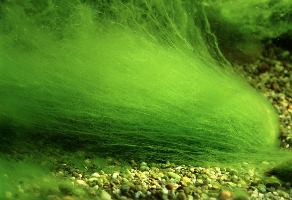 Filamentous Algae Steemkr Filamentous Algae