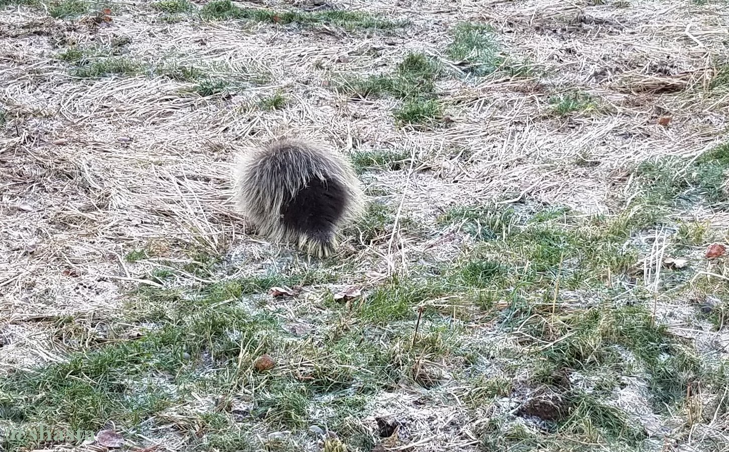 shasta2018april30th47porcupine9io.jpg