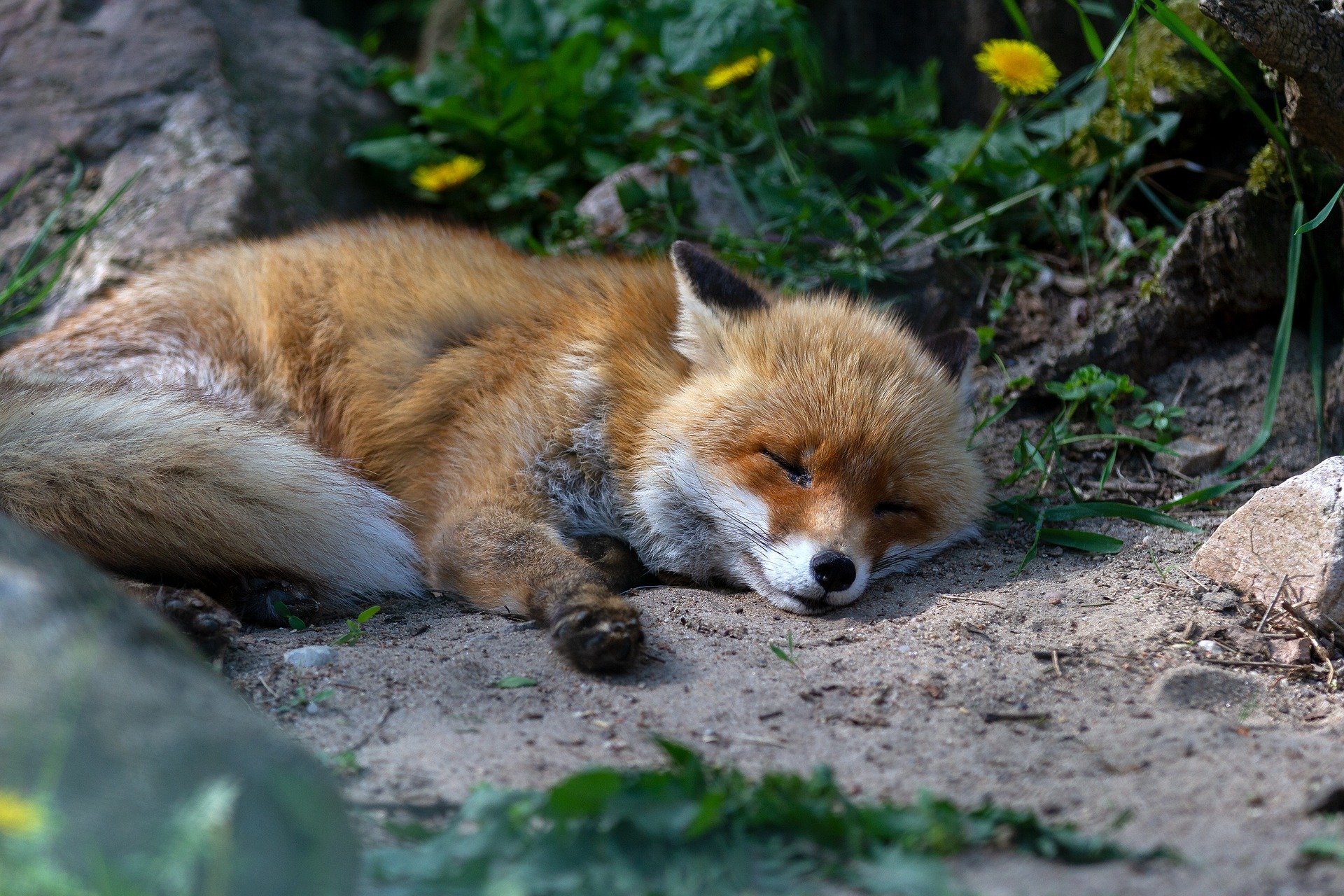 red-fox-3363625_1920.jpg