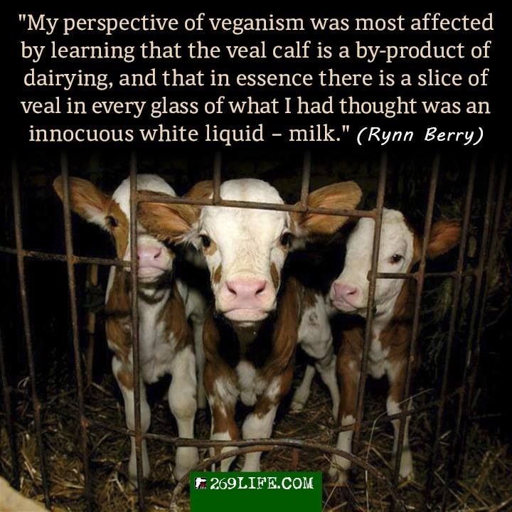 8d20f9a9dc0521daf84ba63ea5c6bf09--vegan-quotes-vegan-lifestyle.jpg