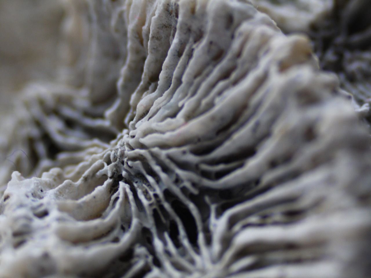 89861433856 - coral skeleton.jpg