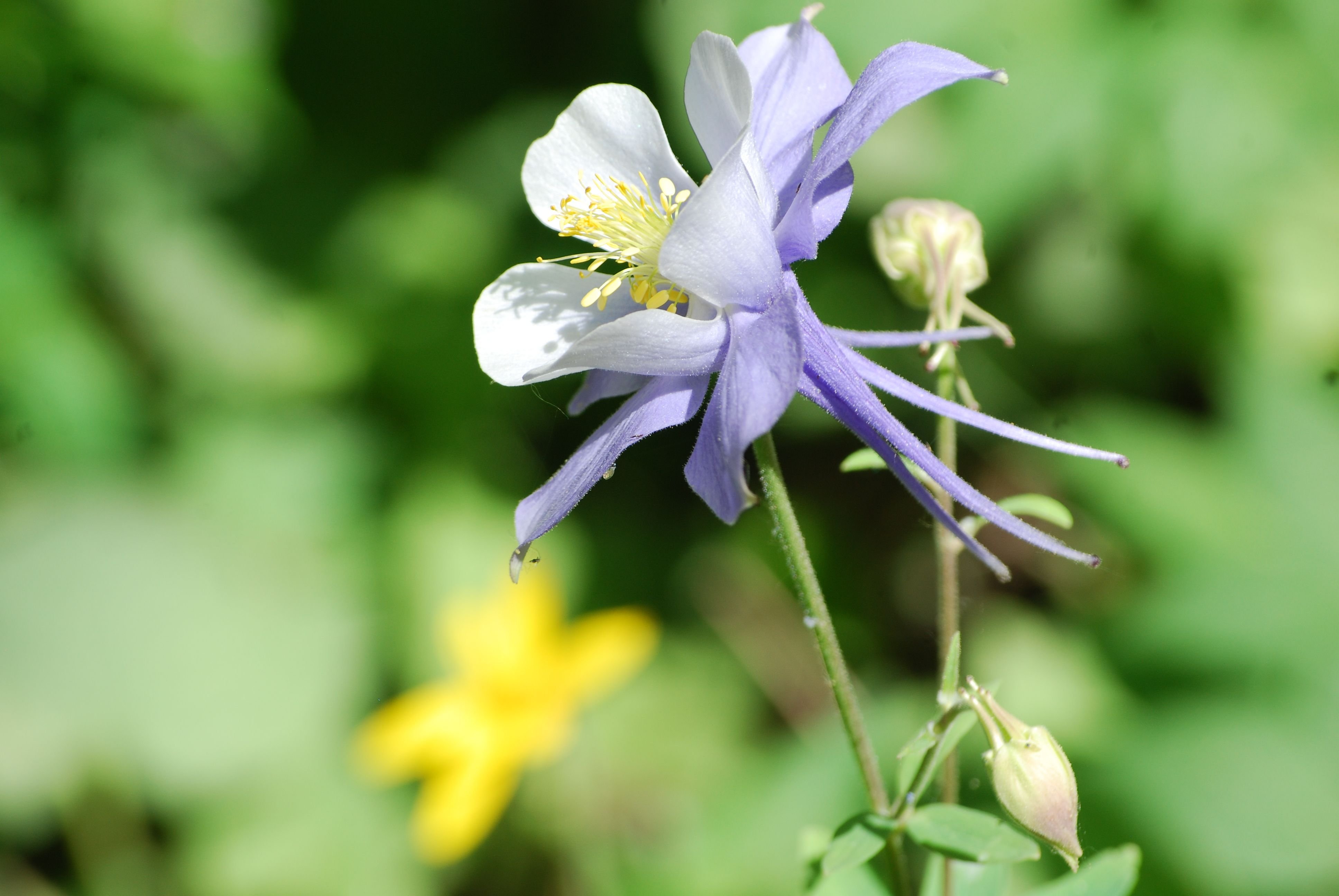 Columbine Flowers in Colorado — Steemit