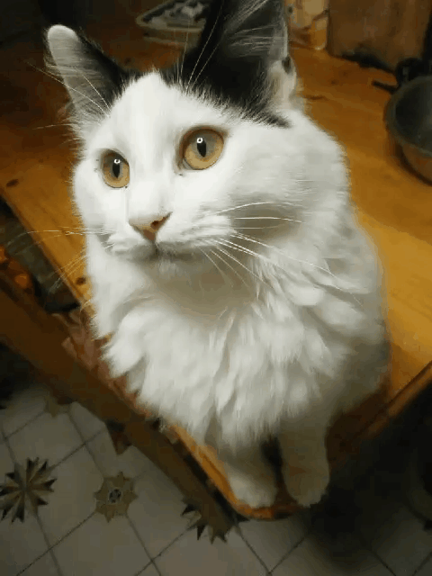 pic2gif_20180320_190912.gif