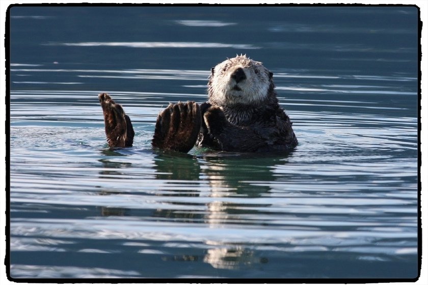 sea-otter-1432794_1280.jpg