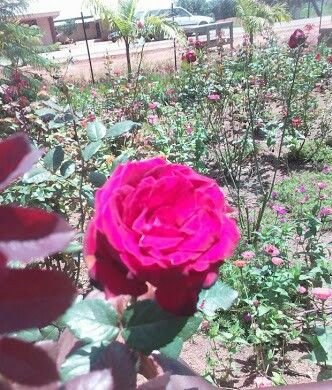 IMG_20180519_070217_967.jpg